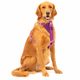 Kurgo Enhanced Strength Tru-Fit Smart Harness Purple - szelki samochodowe dla psa, fioletowe
