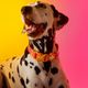 Dashi Lumix Solar Collar - Dog Collar, Pink-Yellow