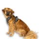 Max&Molly Sport Harness Matrix 2.0 Stone - szelki regulowane dla psa, z identyfikatorem QR, szary