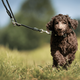 Max&Molly Rope Leash Matrix 2.0 200cm Black - Adjustable Rope Leash for Dogs, Black