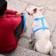 Dashi Colorflex Back Harness Blue - regulowane, wodoodporne szelki guard dla psa, niebieskie