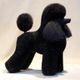 Mr. Jiang Poodle Full Body Hair Lamb - wymienna sierść do manekina groomerskiego Toy Poodle, czarna