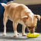 PetSafe Busy Buddy Frosty Cone - gryzak na mrożone przysmaki dla psa, rożek lodowy