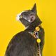 Dashi Boom Cat Harness + Leash - szelki i smycz dla kota, zestaw, wzór komiks