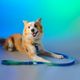 Dashi Lumix Borealis Leash 120cm - Urban Tape Leash for Dogs, Blue-Green