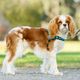 PetSafe Easy Walk Deluxe Harness Ocean Blue - miękkie szelki i smycz dla psa, czarno-niebieskie