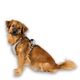Max&Molly Sport Harness Matrix 2.0 Sand - szelki regulowane dla psa, z identyfikatorem QR, piaskowy beż