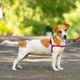 PetSafe Easy Walk Harness Red - szelki i smycz dla psa, zestaw czerwony