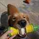 PetSafe Busy Buddy Cravin' Corncob - gryzak z przysmakiem dla psa, kukurydza