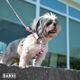 Dashi Donut Back Harness - regulowane szelki guard dla psa, wzór pączek