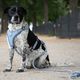 Max&Molly Rope Leash Matrix 2.0 200cm Ocean - Adjustable Rope Leash for Dogs, Blue
