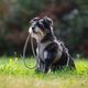 Max&Molly Rope Leash Matrix 2.0 200cm Sand - Adjustable Rope Leash for Dogs, Sandy Beige