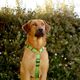 Dashi Solid Back Harness Green - regulowane szelki guard dla psa, zielone