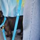 Dashi Colorflex Leash Blue 120cm - miejska, wodoodporna smycz dla psa, niebieska