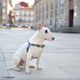Dashi La Casa De Papel Golden Front Harness - szelki norweskie dla psa, motyw z serialu Dom z Papieru, czarne