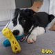 Nuzzle Puzzle Jack (13cm) - zabawka na przysmaki dla psa, odbijająca się, pływająca, z piszczałką