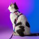 Dashi Lumix Haze Cat Harness + Leash - Harness & Leash Set for Cats, Pink-Purple