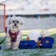 Max&Molly FC Barcelona Treat Bag - saszetka na smaczki, trenerki dla psa, z motywem klubu piłkarskiego