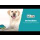Outward Hound Durablez Gecko M Green - piszcząca zabawka dla psa, bez wypełnienia, zielony gekon