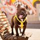 Dashi Colorflex Back Harness Yellow - regulowane, wodoodporne szelki guard dla psa, żółte
