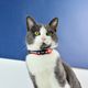 Dashi Stripes Red & Blue Cat Collar - obroża dla kota, paski czerwono-niebieskie