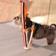 Dashi Stripes Orange & Black Leash 120cm - miejska smycz taśmowa dla psa, paski