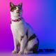 Dashi Lumix Haze Cat Collar - Pink & Purple