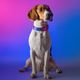 Dashi Lumix Haze Collar - Dog Collar, Pink & Purple