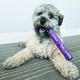 Kong Squeezz Confetti Stick L (20cm) - brokatowy, gumowy patyk dla psa, z piszczałką