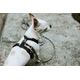 Hurtta Casual Y-Harness Raven - szelki guard dla psów