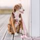 Dashi Solid Back Harness Baby Pink - regulowane szelki guard dla psa, jasny róż