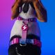 Dashi Lumix Haze Back Harness - Adjustable Guard Harness for Dogs, Pink & Purple