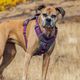 Kurgo Journey Air Harness Purple - szelki do biegania dla psa, fioletowe