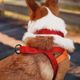 Hamilton Go Boldly Harnesses  - miękkie, nylonowe szelki norweskie dla psa, czerwone