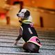Julius IDC Noeprene Dog Clothes Pink - neoprenowa kurtka dla psa, czarna z różowym