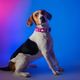 Dashi Lumix Haze Collar - Dog Collar, Pink & Purple