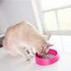 Oh Bowl Cat 250ml - miska dla kota, dbająca o higienę jamy ustnej