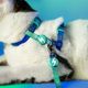 Dashi Lumix Borealis Cat Harness + Leash - Harness & Leash Set for Cats, Blue-Green
