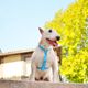 Dashi Colorflex Back Harness Blue - regulowane, wodoodporne szelki guard dla psa, niebieskie
