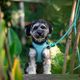 Max&Molly Rope Leash Matrix 2.0 200cm Turquoise - Adjustable Rope Leash for Dogs, Turquoise