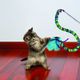 KONG Teaser Curlz - wędka dla kota ze sprężystą taśmą, piórkami i tasiemkami