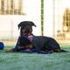 Max&Molly FC Barcelona Bandana - bandana dla psa, dwustronna, z motywem klubu piłkarskiego